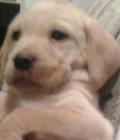 Dibble