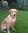 Bruno