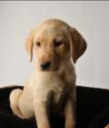 Tilly