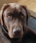 Hugo