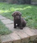 Saxby