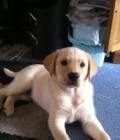 BAILEY