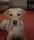 Bailey