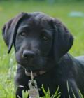 Remington (Remi)
