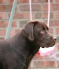Winston
