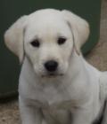 Saffie