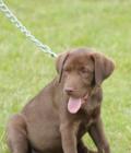 HAZEL 