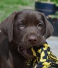 Digby