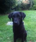 Purdey
