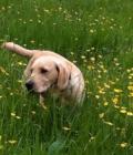 Bertie