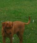 Archie