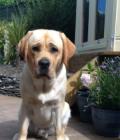 Archie
