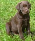 Flynn