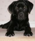 Bess