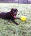 maggie may