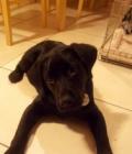 Molly