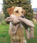 Holly