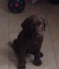 Buddie