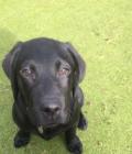 Cooper