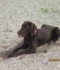 Dougal