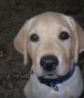 Finley