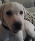 Poppy