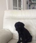 Molly