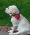 gunner