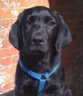 HARVEY