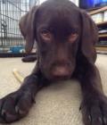 Rolo