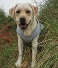 Charlie