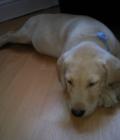 alfie