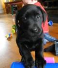 Lily