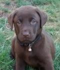 barney