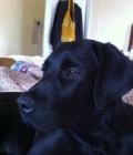 Gunnar