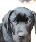 Toby