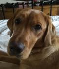 molly