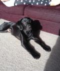 Jack