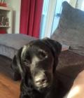 peggy