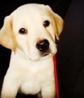 Alfie