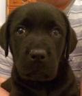 Charlie