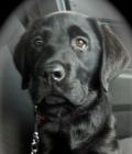 Seamus