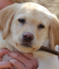 Charlie