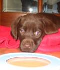 Bailey