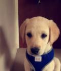 Alfie