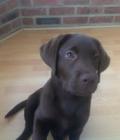 Cadbury
