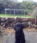 Maisy
