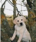 Hamish