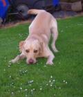 Bailey