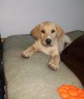 Stanley 